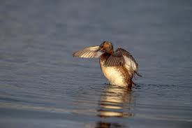 Image result for Podiceps auritus