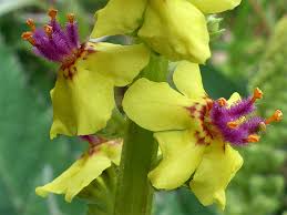 Image result for Verbascum nigrum