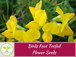 Attēlu rezultāti vaicājumam “Lotus corniculatus flower”