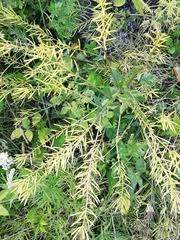 Attēlu rezultāti vaicājumam “Barbarea vulgaris subsp. arcuata”