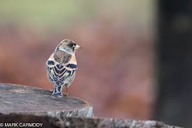 Attēlu rezultāti vaicājumam “Fringilla montifringilla”