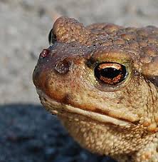 Attēlu rezultāti vaicājumam “Bufo bufo”