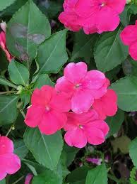 Image result for Impatiens walleriana