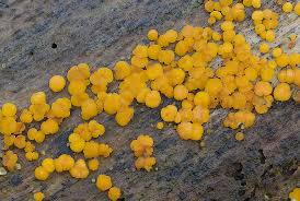 Attēlu rezultāti vaicājumam “Bisporella citrina”