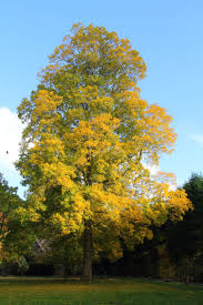 Attēlu rezultāti vaicājumam “Carya”