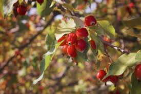Attēlu rezultāti vaicājumam “Malus baccata fruit”