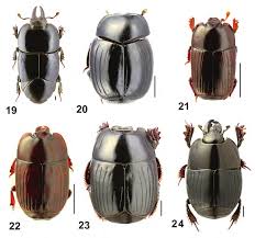 Attēlu rezultāti vaicājumam “Histeridae”