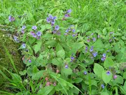 Attēlu rezultāti vaicājumam “Pulmonaria obscura flower”