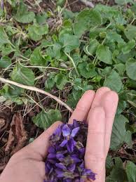 Attēlu rezultāti vaicājumam “Viola hirta leaf”