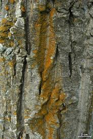 Attēlu rezultāti vaicājumam “Xanthoria fulva”