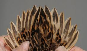 Attēlu rezultāti vaicājumam “Anas platyrhynchos juvenile”