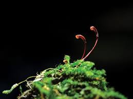 Attēlu rezultāti vaicājumam “Fissidens taxifolius sporophyte”