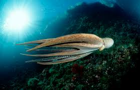Image result for Octopus vulgaris