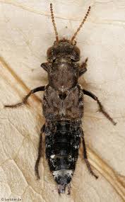 Attēlu rezultāti vaicājumam “Ontholestes murinus”