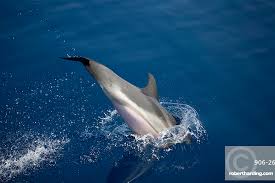 Image result for Stenella coeruleoalba