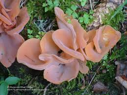 Attēlu rezultāti vaicājumam “Tremiscus helvelloides”