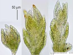Attēlu rezultāti vaicājumam “Pseudoleskeella nervosa”