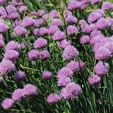 Attēlu rezultāti vaicājumam “Allium schoenoprasum fruit”
