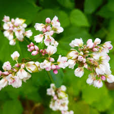 Attēlu rezultāti vaicājumam “Fagopyrum esculentum flower”