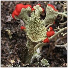 Attēlu rezultāti vaicājumam “Cladonia coccifera”