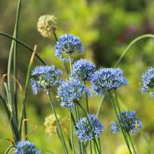 Image result for Zierlauch