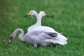 Attēlu rezultāti vaicājumam “Cygnus cygnus adult”