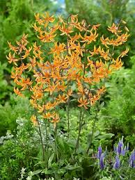 Image result for Lilium martagon `Arabian Night`