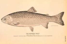 Image result for Oncorhynchus mykiss