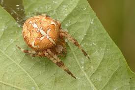 Attēlu rezultāti vaicājumam “Araneus diadematus female”