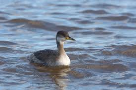 Attēlu rezultāti vaicājumam “Podiceps grisegena adult”