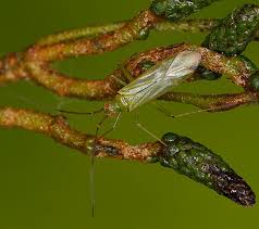 Attēlu rezultāti vaicājumam “Blepharidopterus angulatus imago”