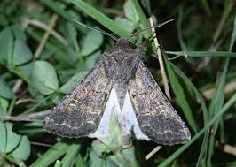 Attēlu rezultāti vaicājumam “Tholera cespitis”