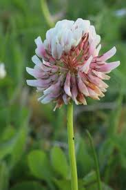 Attēlu rezultāti vaicājumam “Trifolium repens”