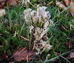 Attēlu rezultāti vaicājumam “Clavulina cinerea”