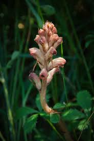 Attēlu rezultāti vaicājumam “Orobanchaceae”