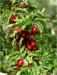 Attēlu rezultāti vaicājumam “Cornus mas fruit”