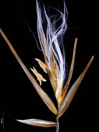 Attēlu rezultāti vaicājumam “Phragmites communis fruit”