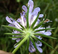 Image result for Scabiosa columbaria