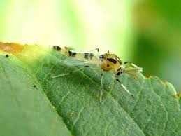 Attēlu rezultāti vaicājumam “Cricotopus male”