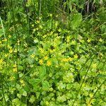 Attēlu rezultāti vaicājumam “Saxifraga cymbalaria flower”