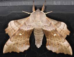 Attēlu rezultāti vaicājumam “Laothoe populi”