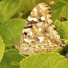 Attēlu rezultāti vaicājumam “Vanessa cardui underside”