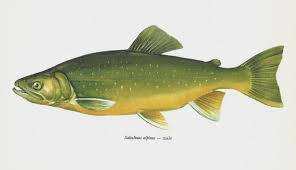 Image result for Salvelinus alpinus