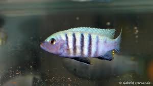 Risultati immagini per cynotilapia pulpican
