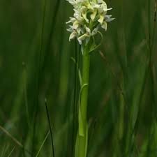 Attēlu rezultāti vaicājumam “Dactylorhiza ochroleuca”