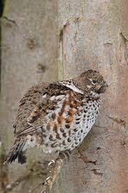 Attēlu rezultāti vaicājumam “Tetrastes bonasia juvenile”