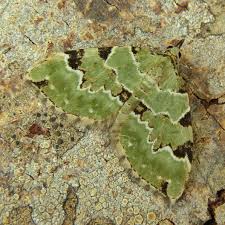 Attēlu rezultāti vaicājumam “Colostygia pectinataria”