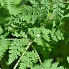 Image result for Myrrhis odorata