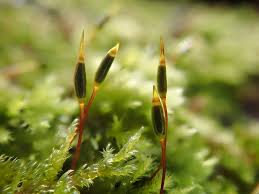 Attēlu rezultāti vaicājumam “Homalothecium sericeum”