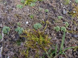 Attēlu rezultāti vaicājumam “Riccia cavernosa”